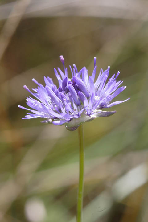 Fiori e piante tra 1000 e 1100 m